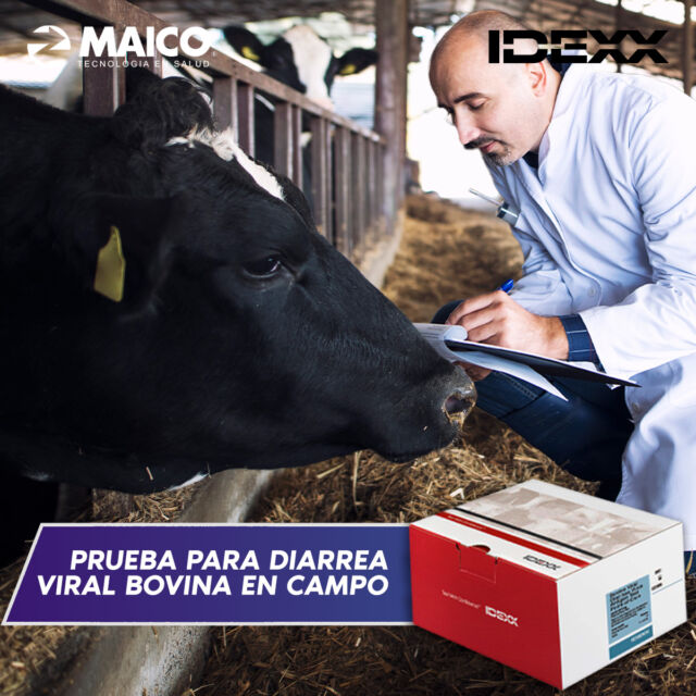 El tiempo es crucial y la prueba BVDV AG POC (Prueba para la detección de la diarrea viral bovina) lo sabe 🐮
 
✅Descubre al instante la presencia del virus de la diarrea viral bovina (BVDV) en animales infectados con nuestra prueba in situ.

✅Utiliza muescas de oreja o biopsias de tejido de oreja para obtener resultados rápidos y precisos. 🐾

¡Cuida de tus animales con nuestra solución efectiva y fácil de usar!

Clic para más información: 📲
https://wa.link/caqqq7