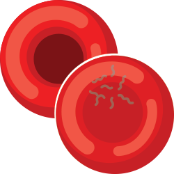 red-blood-cells-250.png__250x250_subsampling-2